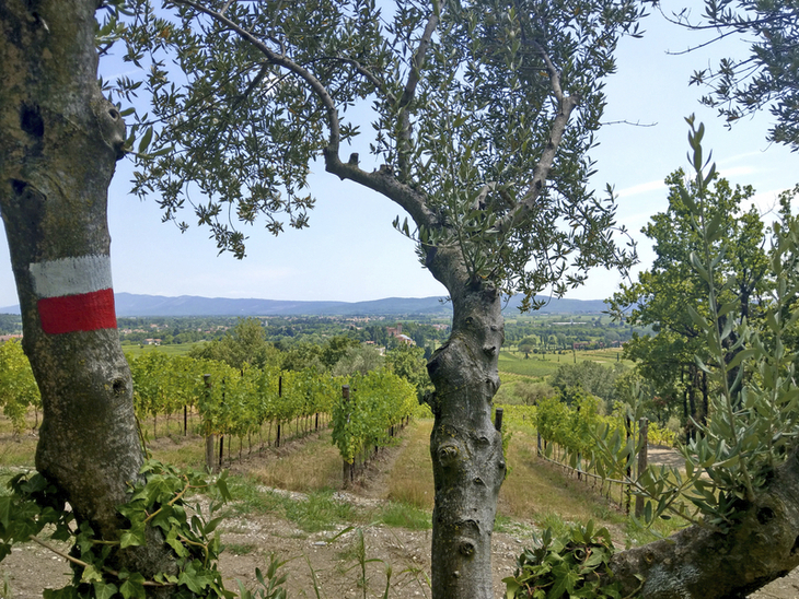 Blick durch Bäume auf Weinberge in Friaul mit einer Wanderwegmarkierung.