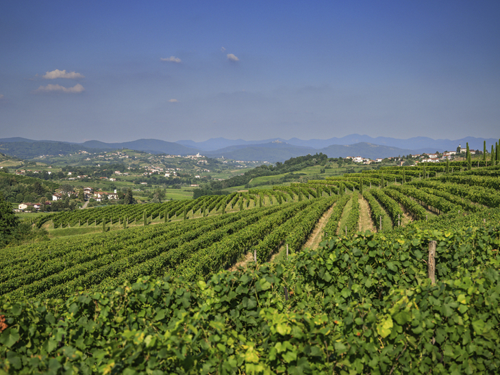 Weinreben am Hang in den Friaul-Julischen Alpen mit Blick auf Berge und blauen Himmel
