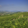 Weinreben am Hang in den Friaul-Julischen Alpen mit Blick auf Berge und blauen Himmel