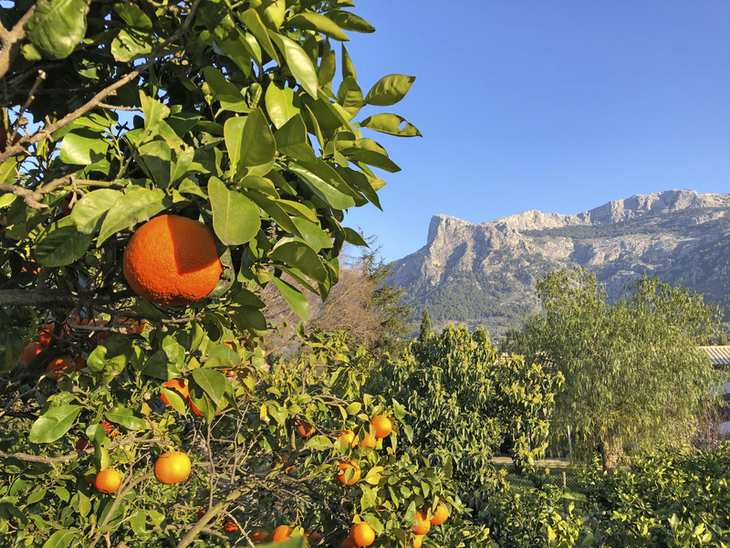 Orangenbaum mit Gebirge im Hintergrund auf Mallorca.