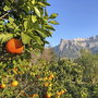 Orangenbaum mit Gebirge im Hintergrund auf Mallorca.