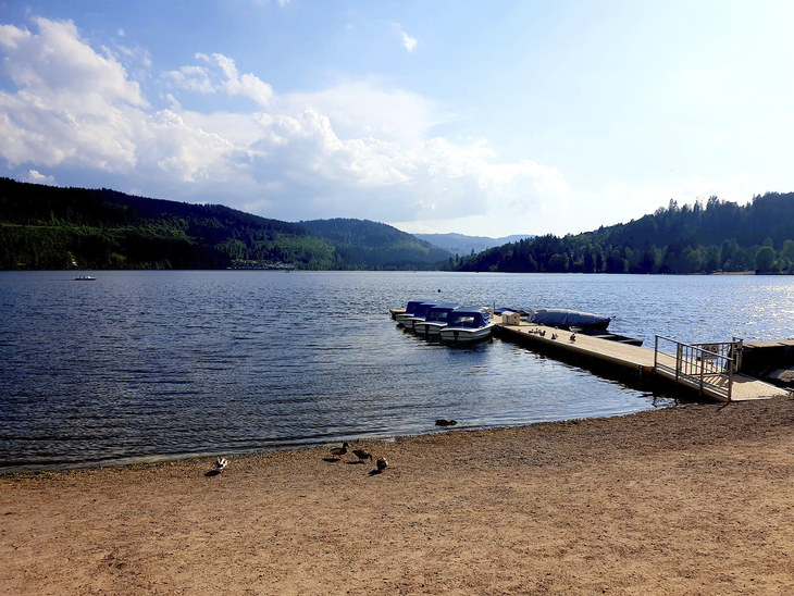 Seeufer mit Enten und Steg am Titisee unter bewölktem Himmel.