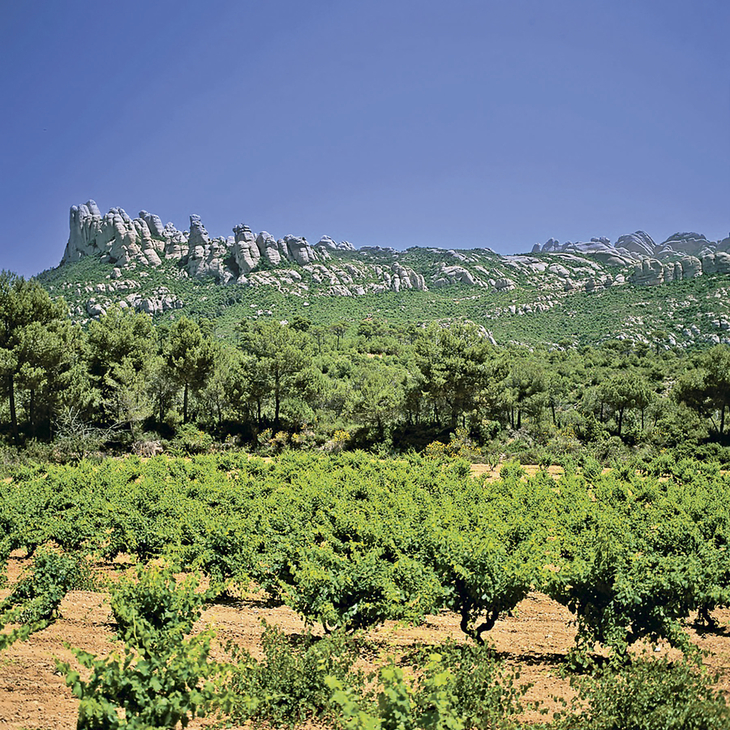 Weinberg und Berge bei klarem Himmel an der Costa Brava
