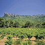 Weinberg und Berge bei klarem Himmel an der Costa Brava