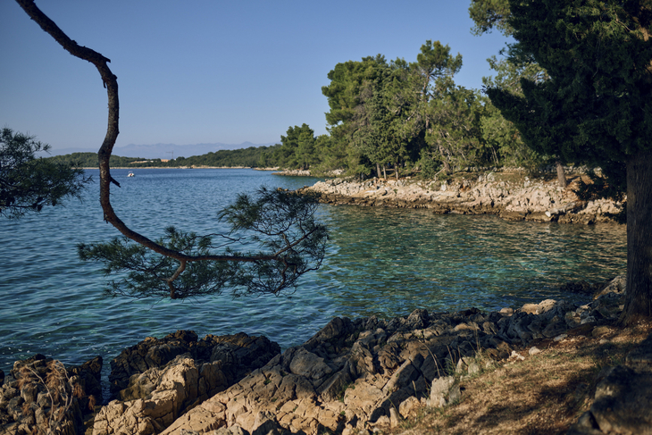 Küste mit Bäumen und klarem Wasser bei Malinska, Krk.