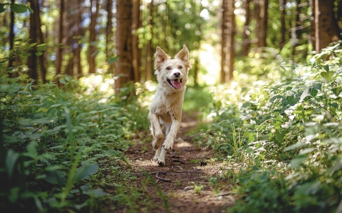 Ein Hund läuft auf einem Waldweg zwischen Bäumen.