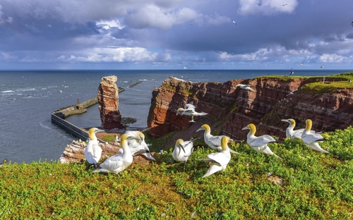 Basstölpel auf den Klippen von Helgoland mit Meerblick.