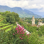 Blick auf Meran mit Kirche, Weinreben und Bergen im Hintergrund.