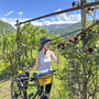 Radfahrerin in einem Weinberg riecht an Rosen, mit einem Fahrrad im Vordergrund.