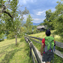 Wanderer auf Pfad an einem Apfelbaum mit Almhütte im Salzkammergut.
