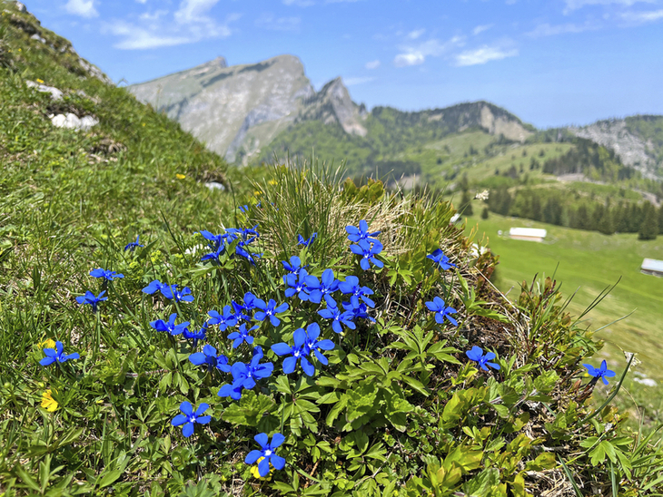 Blaue Enzianblüten auf einer Bergwiese mit Alpenpanorama im Hintergrund.