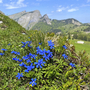 Blaue Enzianblüten auf einer Bergwiese mit Alpenpanorama im Hintergrund.