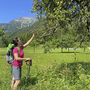 Frau beim Apfelpflücken auf einer Wiese im Salzkammergut.