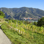 Wanderweg durch Weinberge mit Blick auf Dürnstein in der Wachau bei sonnigem Wetter.