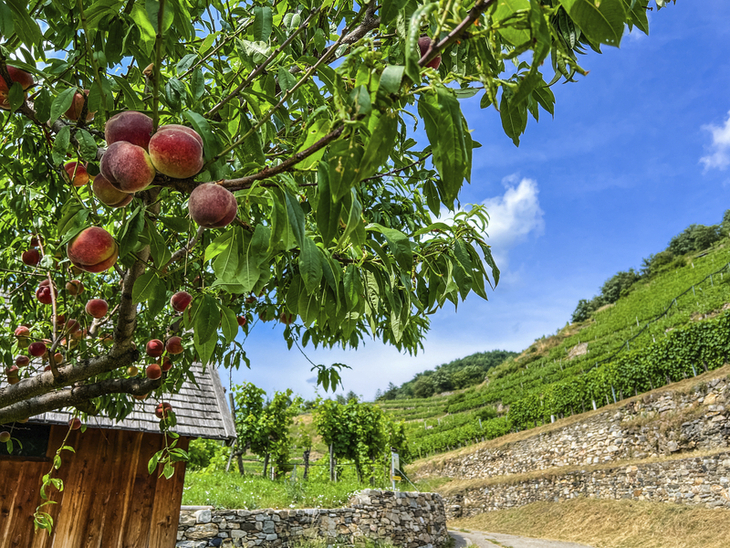 Pfirsichbaum vor Weinbergen in der Wachau unter blauem Himmel.