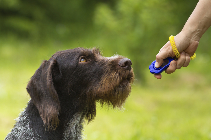 Hund beim Training mit einem Clicker im Freien.