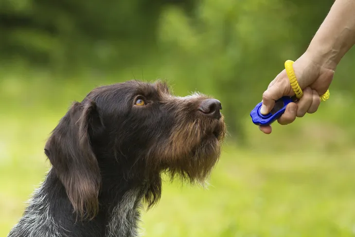 Hund beim Training mit einem Clicker im Freien.