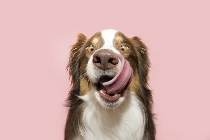 Hund leckt sich mit der Zunge über die Nase, vor rosa Hintergrund.