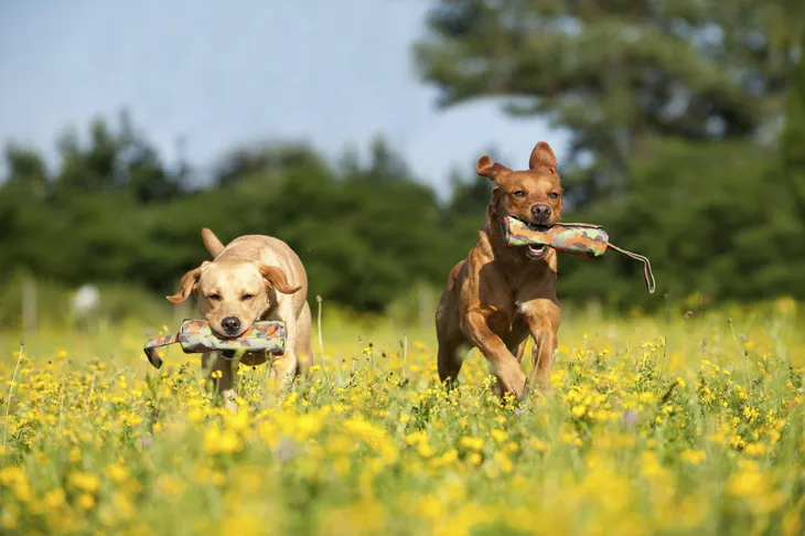Zwei Hunde apportieren Futterbeutel auf einer blühenden Wiese.