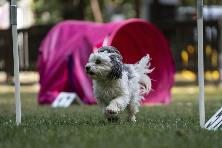 Ein Hund läuft einen Agility-Parcours mit einem Tunnel.