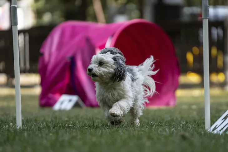Ein Hund läuft einen Agility-Parcours mit einem Tunnel.