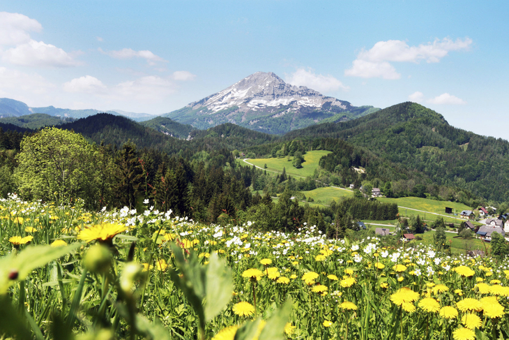 Bergpanorama mit Wiesenblumen und entfernten Bergen im Hintergrund.